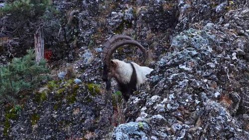 Wild Bearded Ibex Standing on Rocky Mountain Slope