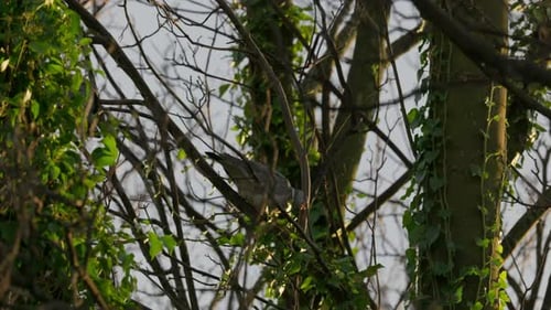 Wilde englische Waldtaube, die an einem Wintertag im Dezember auf einem Baum sitzt. Vogel, Wildtierszene
