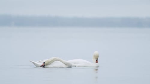 Wilder Höckerschwan frisst Gras unter Wasser, Nahaufnahme an bewölktem Tag