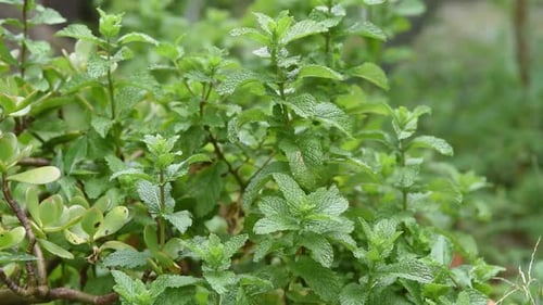 Plantes de menthe poivrée (Mentha spicata) poussant dans un jardin