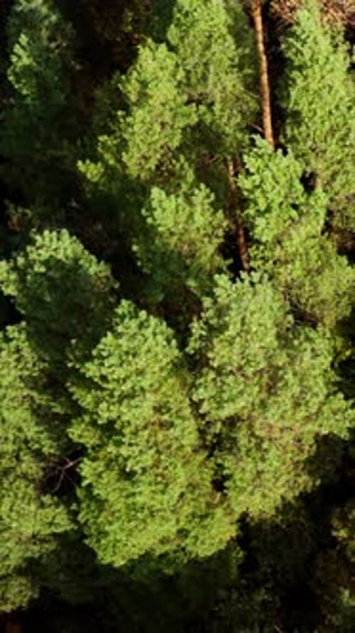 Wald. Wipfel grüner Pinien, die sich im Wind wiegen. Langsam über die hohen Bäume im Wald fliegen.