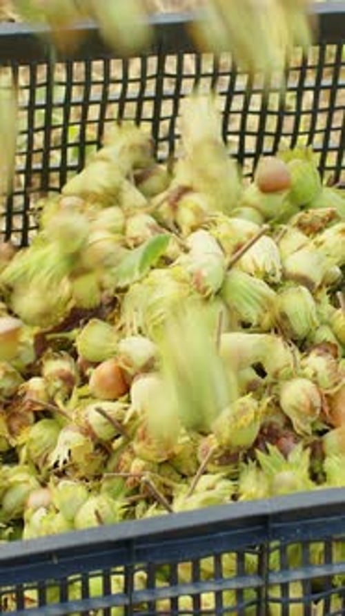 Ripe Hazelnuts in Nutshells are Poured Into Box in Garden Big Pile of Raw Fresh Picked Nuts Fruit