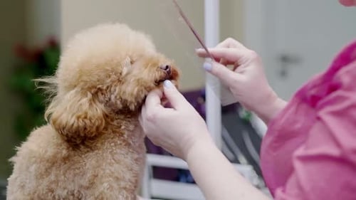 A Dog Getting a Haircut By a Pet Stylist at a Grooming Salon Closeup View of the Furry Companion