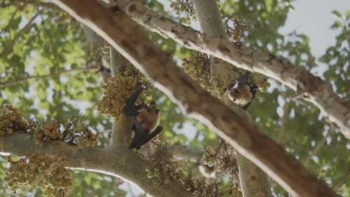Dos murciélagos colgados boca abajo de una higuera y en busca de la próxima comida