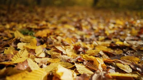 Autumn Nature in forestCamera Moving Through Path Falling Orange Golden Leaves