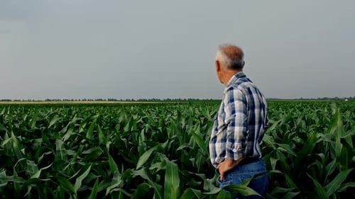 Senior farmer standing in corn field during bad weather examining crop.