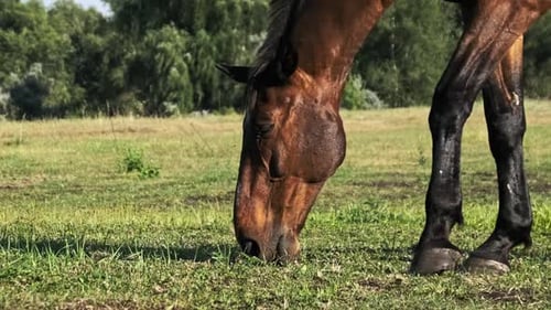 Brown Harnessed Horse Grazes on a Green Field in Slow Motion
