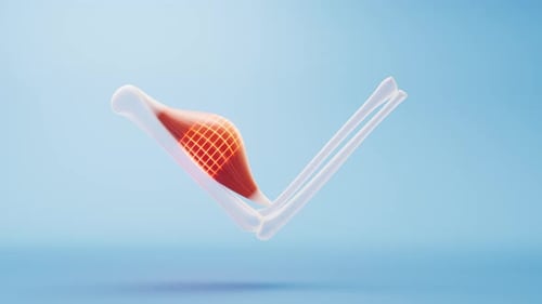 Human Bicep Muscle Contraction and Relaxation Animation