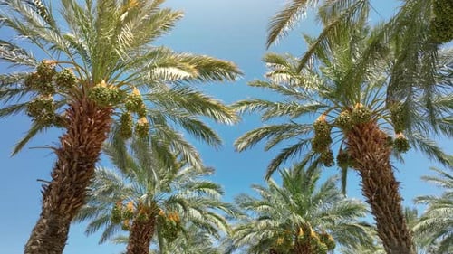 Aerial of a date palm tree farm