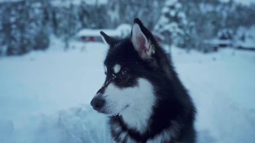 Close Up View Of Alaskan Malamute Dog In A Cold Winter Day In Norway - selective focus