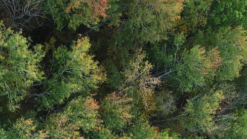 Vertical Fall Foliage Aerial Leaves Trees Forest