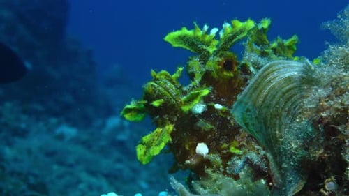 Rhinopias