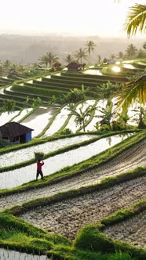 Man Carrying Weeds Across Rice Terrace at Sunrise