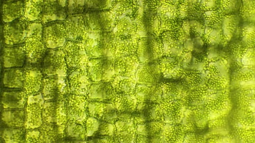 Chlorophyll-Essenz eines Moosblattes