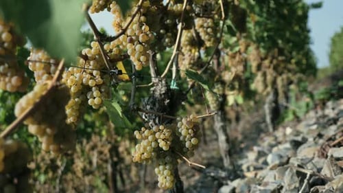 Des raisins moelleux sur des vignes en gros plan au lever du soleil dans une vallée fluviale à l'automne en Allemagne. Panning et coll.