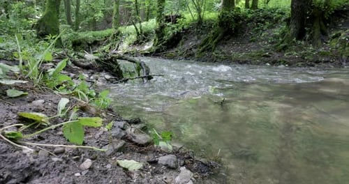 Gurgelndes Wasser in einem Gebirgsbach mit Felsen und moosigen Bäumen.