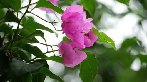 A close-up of a bougainvillea flower, known as the flower of the bougainvillea