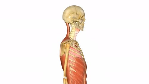 3D Human Anatomy Rotation: Skeleton and Muscle System