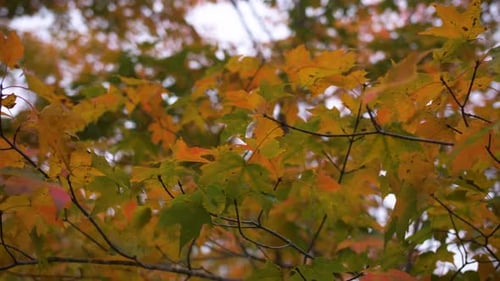 Herbstsonne durch bunte Waldblätter
