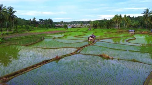 Beautiful morning view indonesia Panorama Landscape paddy fields with beauty color and sky natural