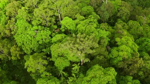 4k drone footage of trees in a forest as seen from above