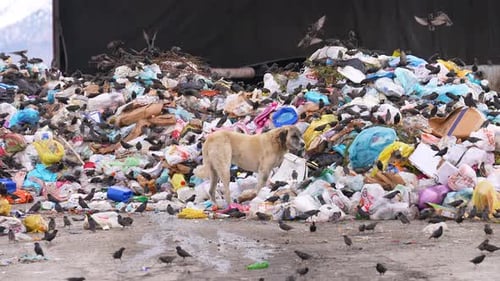 Vögel fliegen über die Müllkippe