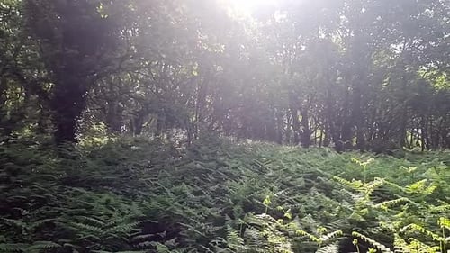 Üppiger Farnwald mit Sonnenaufgang durch Baumkronen und Wildnis