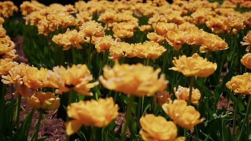 Closeup of Golden Tulips Swaying Gently in Open Field