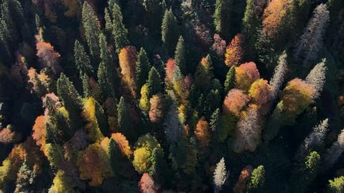 Impressive Autumn Forest