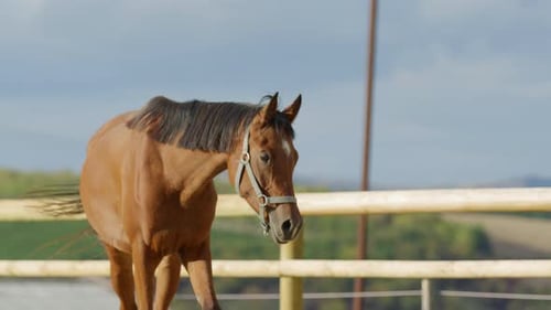 Brown Horse Trotting Around Paddock on Sunny Day