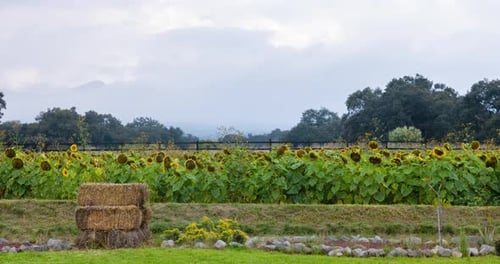 Hay Bales in Sunflower Field with La Malinche Volcano and Clouds Passing