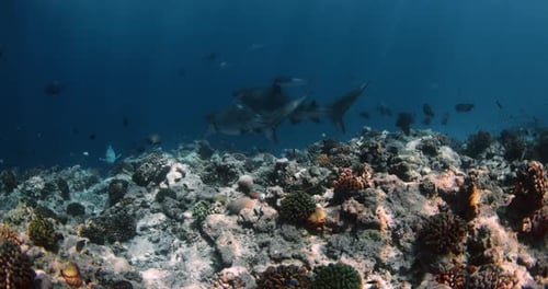 Tiger Sharks Swims Underwater in Ocean Sharks in Maldives