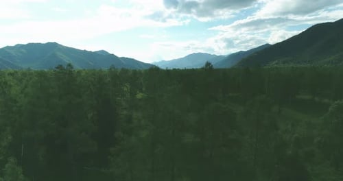 Aerial View Low Flight Above Evergreen Pine Tree Landscape with Endless Mountain Forest at Sunny