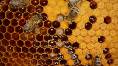 Bees Family Working on Honeycomb in Apiary Life of Carniolan Honey Bee in Hive