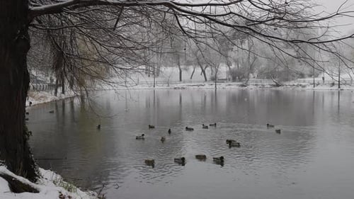 Mallards On Lake In Winter. Ducks In Winter On The Lake Of City Park. Snowy Day