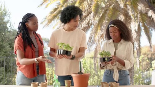 Amigos afro-americanos deixaram um amigo estendendo a bandeja, verificando mudas, envasando vasos no pátio