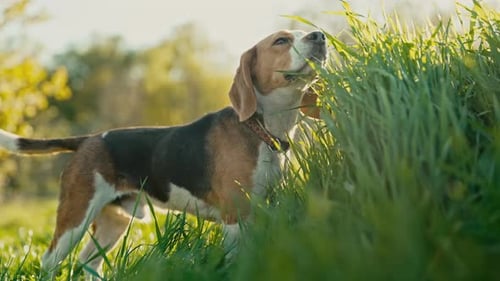 Lovely Beagle Eating Green Fresh Grass Beautiful Dog on Walk on Nature