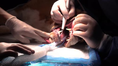 Static closeup of surgery room during beagle dog dental care treatment.