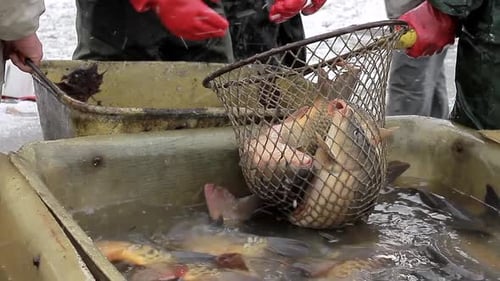 Fischer sortieren Fische, die gerade mit Menschen im Meer gefangen wurden — Stock-Bildmaterial Stockvideos