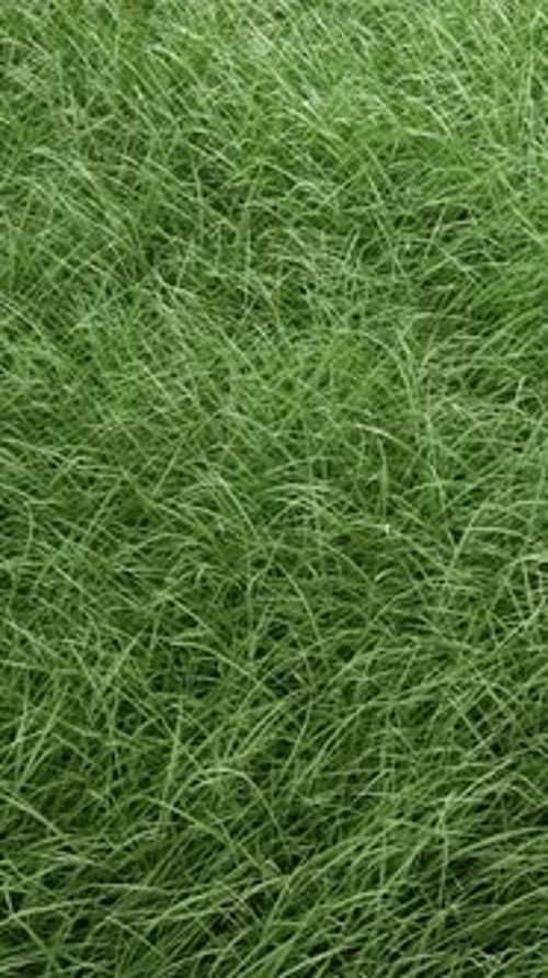 3D animation of tall green grass gently swaying in the wind.