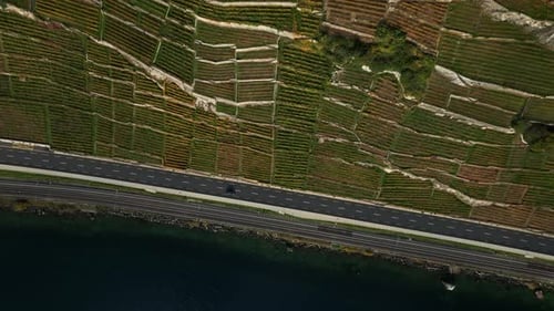 Bird's eye view of Lavaux terraced vineyards