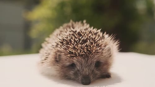 A Tiny Hedgehog Rests in the Summer Sun