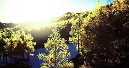 Superbe paysage d'automne avec des arbres vibrants et un soleil éclatant en arrière-plan