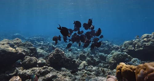 Corals with School of Fish Underwater in Blue Ocean