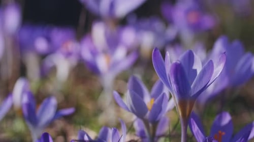 Flowering Crocus Spring Flowers