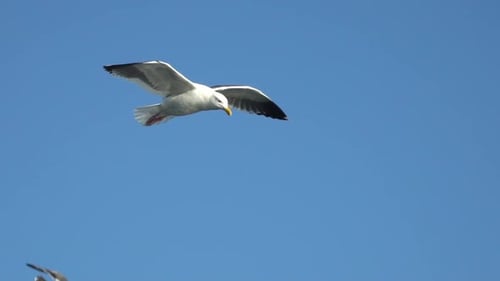 Erleben Sie die Schönheit fliegender Möwen mit diesen detaillierten Nahaufnahmen, die den eleganten