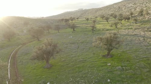 Olivenhain, Frühling in Ostjerusalem, Israel - Flugaufnahme