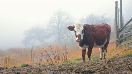 Cute Brown and White Calf Standing Alone in a Misty Rural Village Field Looking Directly at Camera
