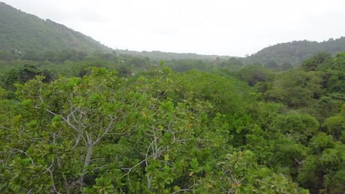 Drone shot from the high view of the jungle