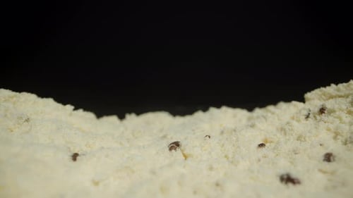 Farine contenant des coléoptères Tribolium confusum, des insectes noirs visibles à la surface, indiquant la présence de nourriture